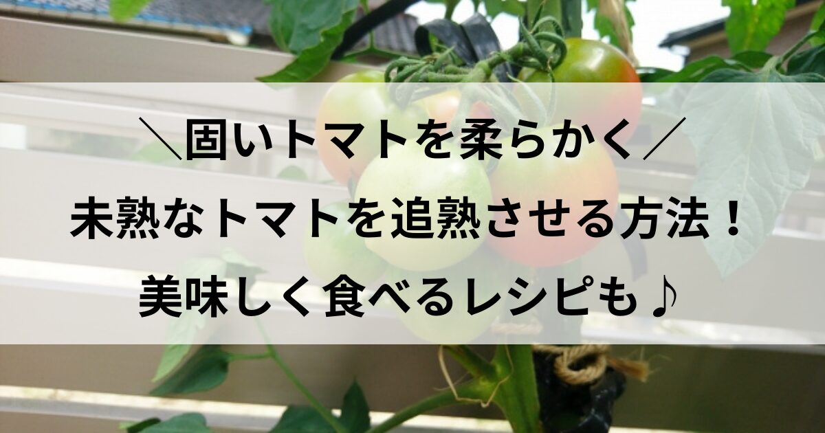 固いトマト 柔らかくする方法