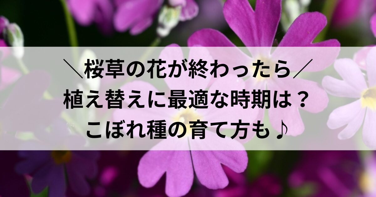 桜草 花が終わったら