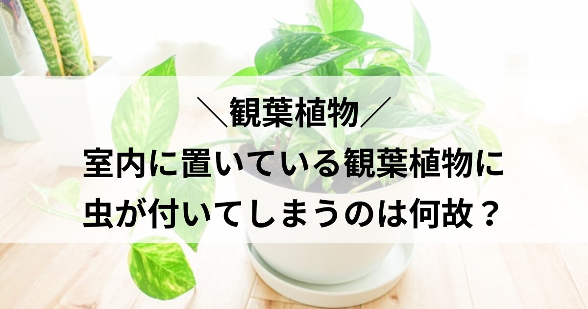 観葉植物 室内 虫